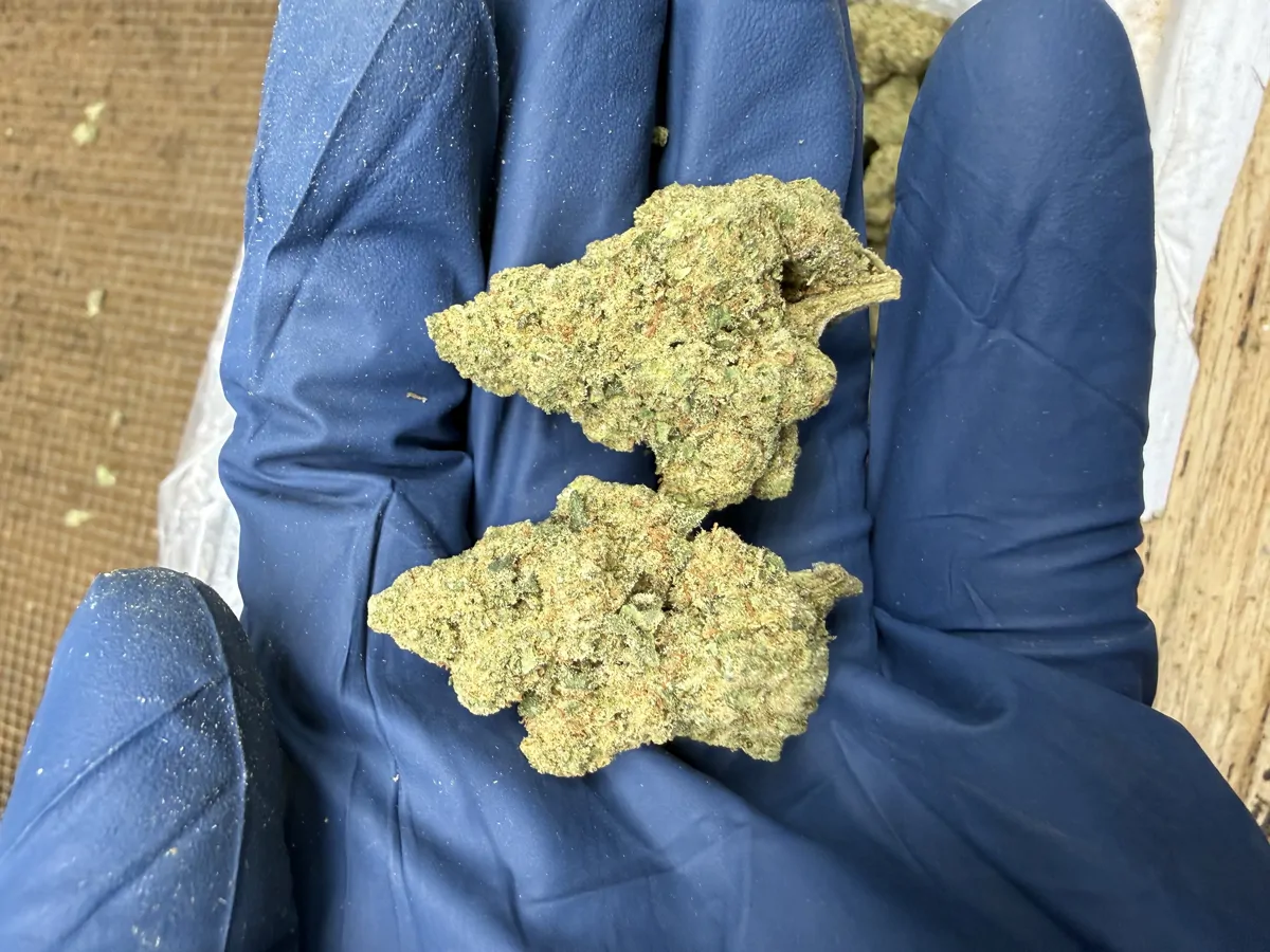 Jack Herer Flower